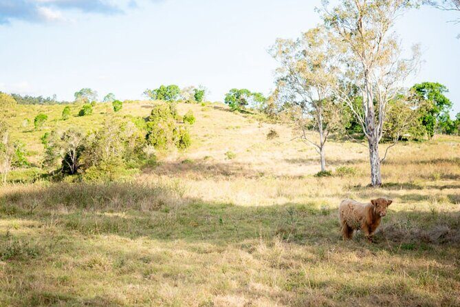 Morning Farm Experience near Gympie & Noosa - Who Would Enjoy This Tour?