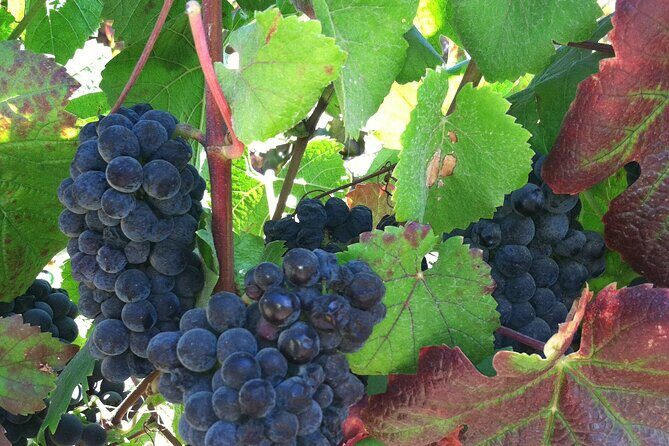 Morning Half Day Carmel Valley Wine Tasting Tour - The Second Tasting: Tailored to Your Tastes