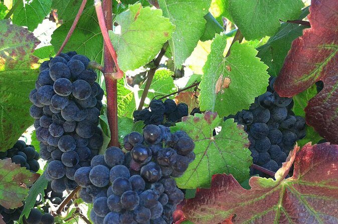 Morning Half Day Carmel Valley Wine Tasting Tour - What Travelers Are Saying