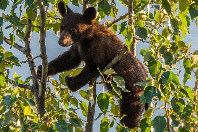 Morning Jasper National Park Wildlife Tour - Why Choose the Morning Wildlife Tour?