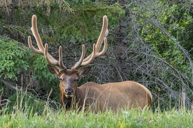 Morning Jasper National Park Wildlife Tour - Pricing and Value