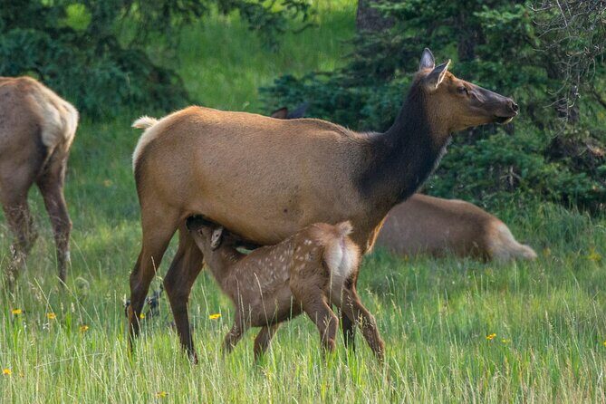 Morning Jasper National Park Wildlife Tour - What the Reviews Say