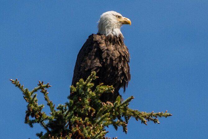 Morning Jasper National Park Wildlife Tour - Practical Tips for Travelers