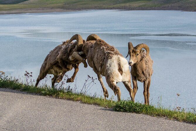 Morning Jasper National Park Wildlife Tour - Who Should Book This Tour?