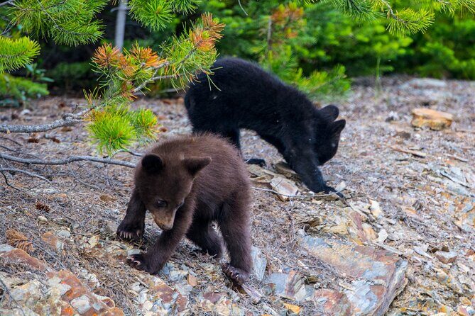 Morning Jasper National Park Wildlife Tour - The Sum Up