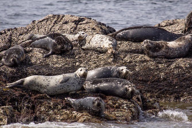 Morning Kayak & Seal Cruise - The Sum Up