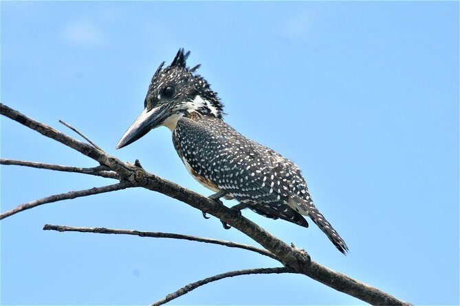 Morning Kruger National Park Safari - Frequently Asked Questions