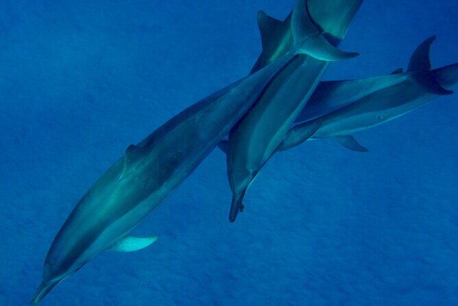 Morning Magic Kayak and Snorkel Adventure in Kealakekua Bay - FAQ