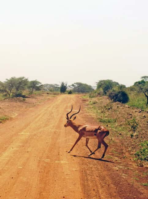 Morning Nairobi National Park Game drive - Key Points: