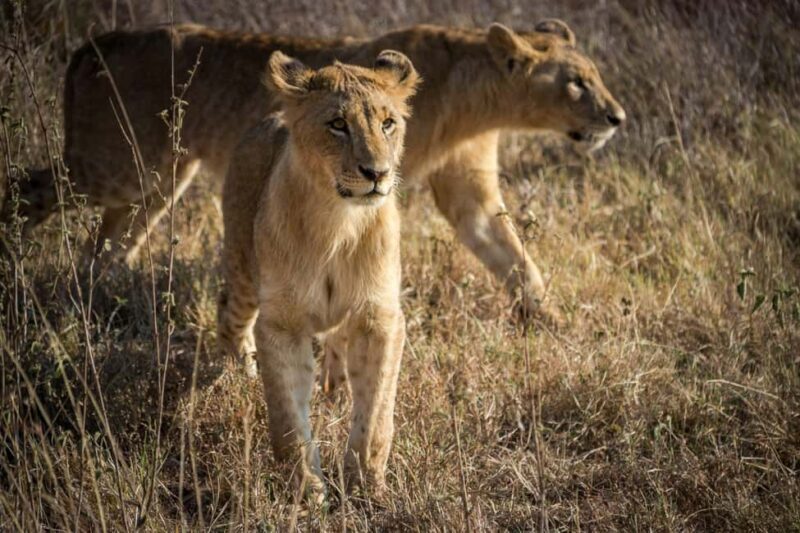 Morning Nairobi National Park Game drive - Why This Tour Stands Out