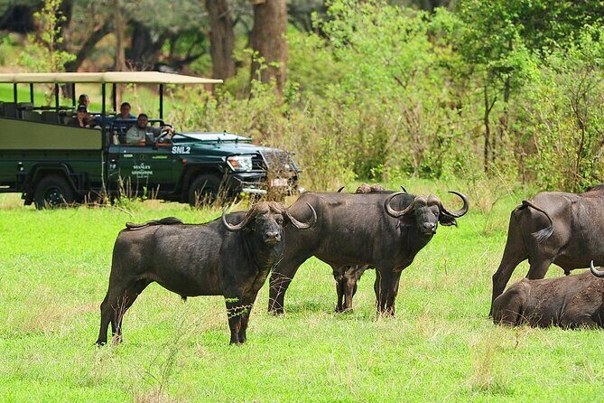 Morning or Afternoon Game Drive In Victoria Falls - Understanding the Experience: A Complete Breakdown