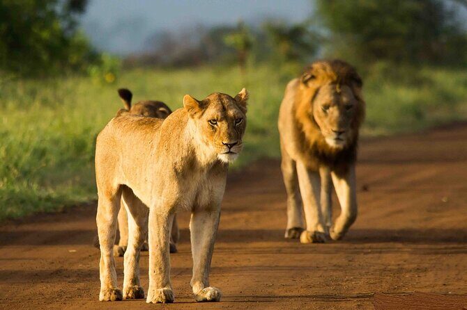 Morning or Afternoon Safari Tour - The Itinerary: What to Expect on Your Kruger Safari