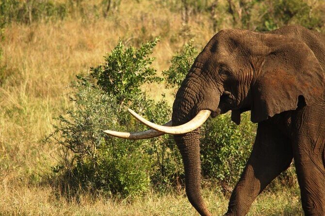 Morning or Afternoon Safari Tour - Frequently Asked Questions