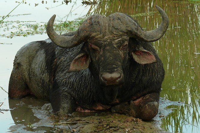 Morning Safari in Kruger National Park from Hazyview (AM KNP) - Introduction