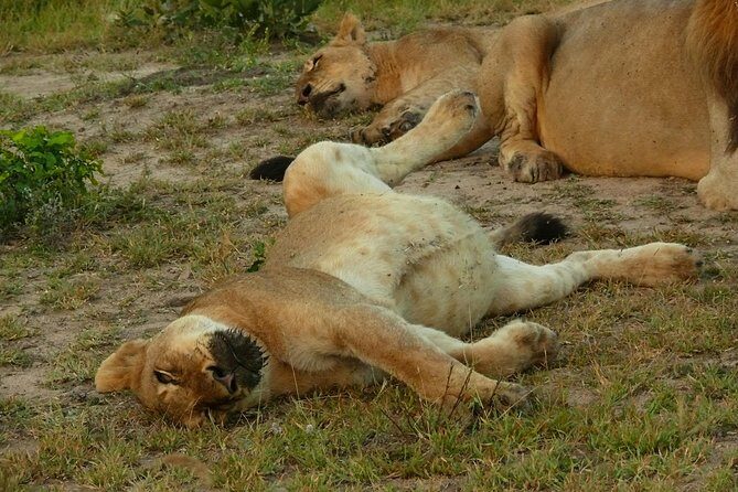 Morning Safari in Kruger National Park from Hazyview (AM KNP) - Key Points