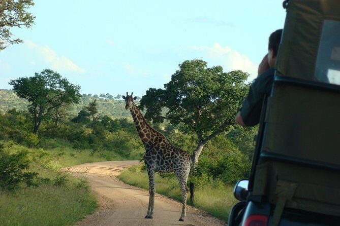 Morning Safari in Kruger National Park from Hazyview (AM KNP) - Who Will Love This Safari?
