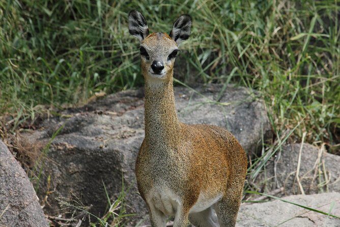 Morning Safari in Kruger National Park from Hazyview (AM KNP) - The Sum Up