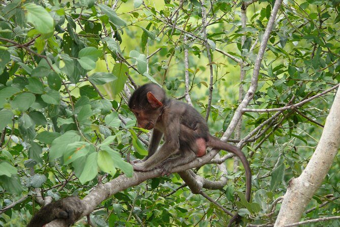 Morning Safari in Kruger National Park from Hazyview (AM KNP) - FAQ