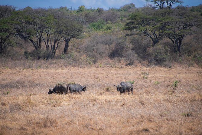 Morning Safari Nairobi Park/elephant Orphanage/giraffe Centre - Giraffe Centre: A Chance to Interact with Kenya’s Tallest