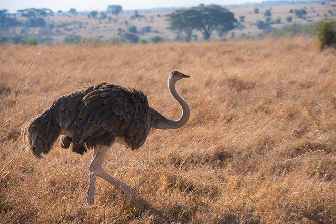 Morning Safari Nairobi Park/elephant Orphanage/giraffe Centre - Practical Tips for Travelers