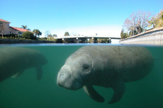 Morning Swim and Snorkel with Manatees-Guided Crystal River Tour - An In-Depth Look at the Crystal River Manatee Tour
