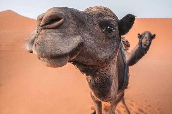 Morning Thrilling Dune bashing , Send Boarding & Camel ride - Final Thoughts