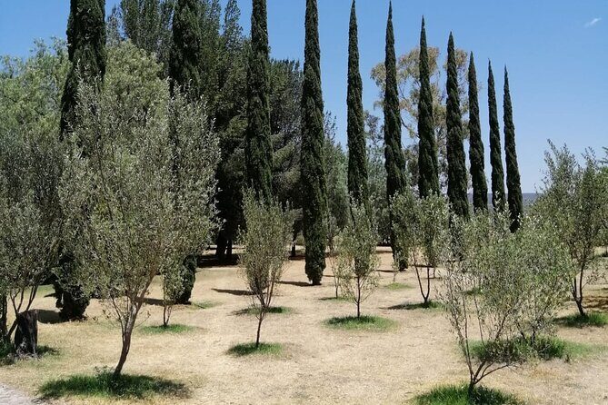 Morning Tour and Olive product tasting - Key Points