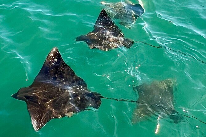Morning Turtle Town Snorkel at Coral Gardens - Detailed Review of the Tour