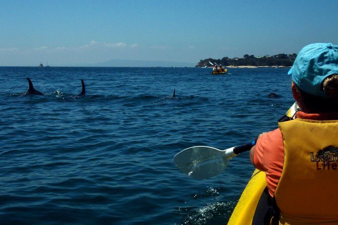 Mornington Peninsula Kayak Coastline Tour of Dolphin Sanctuary - Introduction