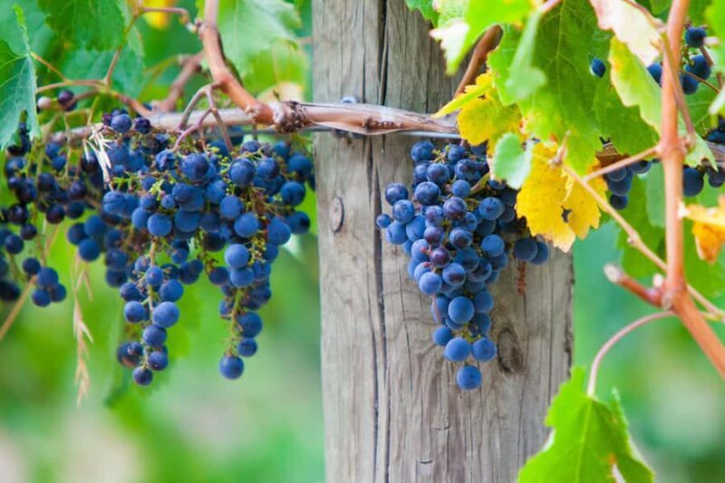 Mornington Peninsula Scenic Bus Tour with Chairlift & Lunch - An In-Depth Look at the Mornington Peninsula Scenic Bus Tour