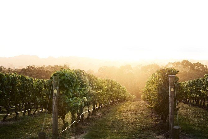 Mornington Peninsula Small Group Rare Hare or Merricks Wine Store - Why This Tour Offers Good Value