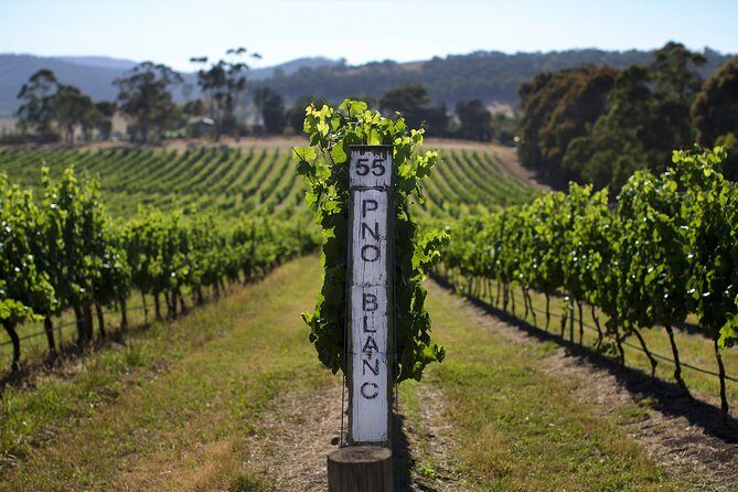 Mornington Peninsula Small Group Rare Hare or Merricks Wine Store - Authentic Experiences and Authenticity