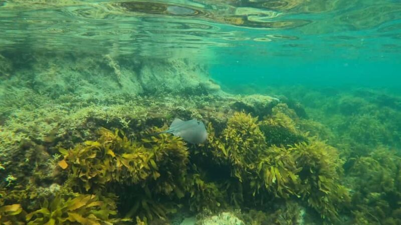 Mornington Peninsula: SUP & Snorkel Safari Tour incl Brunch - What the Reviews Say
