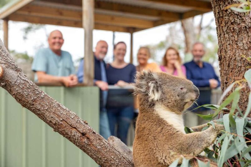 Mornington Peninsula Tour: wildlife, wine, art & hot springs - Who Will Love This Tour?