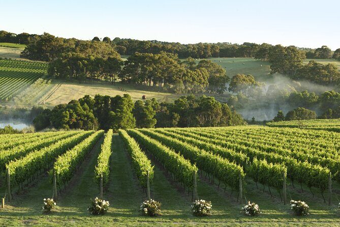 Mornington Peninsula Wine Day Tour - The Itinerary in Detail: What to Expect