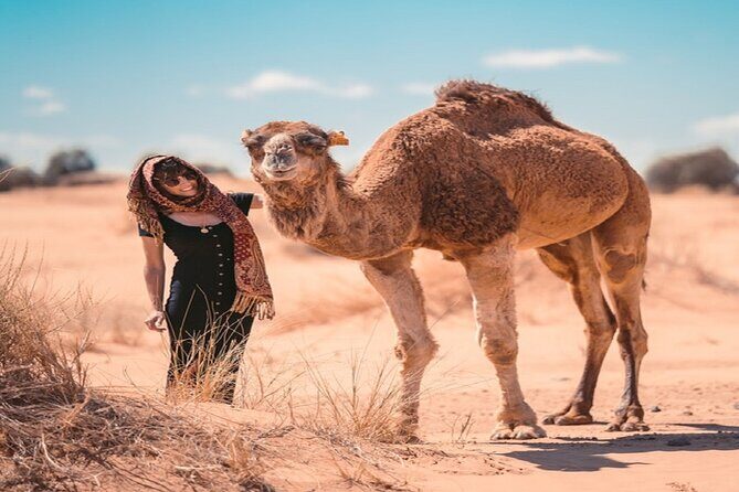 Morocco desert trek dromedary Mhamid dunes - Returning to MHamid