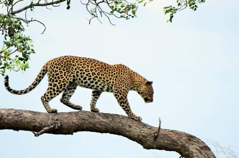Morogoro: 3-Day Nyerere National Park Safari & Boat Tour - FAQ
