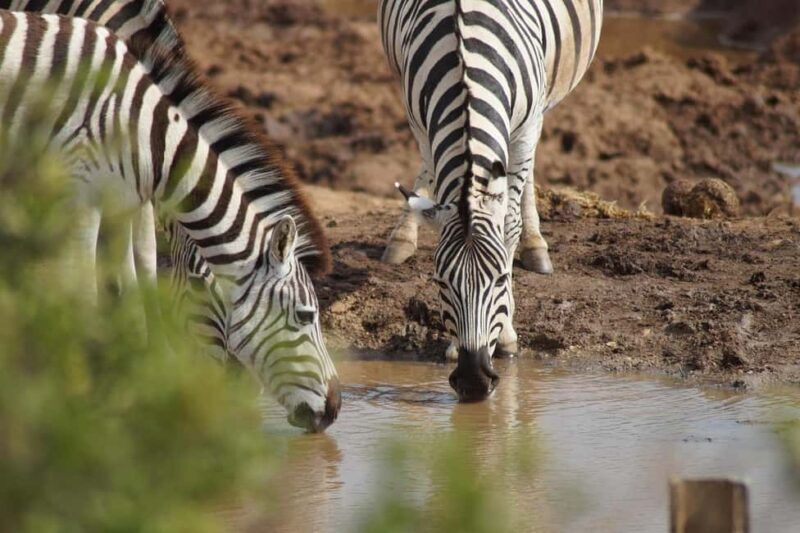 Morogoro: 3-Day Ruaha National Park Safari with Lodging - The Ride: Transportation, Timing & Group Size