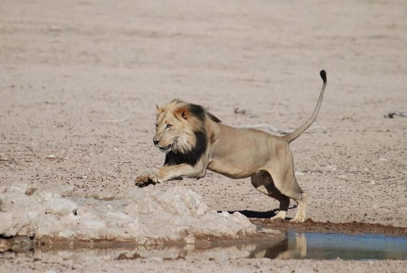 Morogoro: 3-Day Ruaha National Park Safari with Lodging - Practical Tips