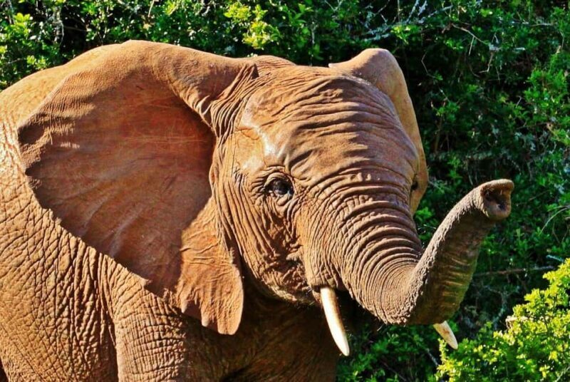 Morogoro: Day Mikumi Safari Luxury Transfer & Open Jeep - Key Points