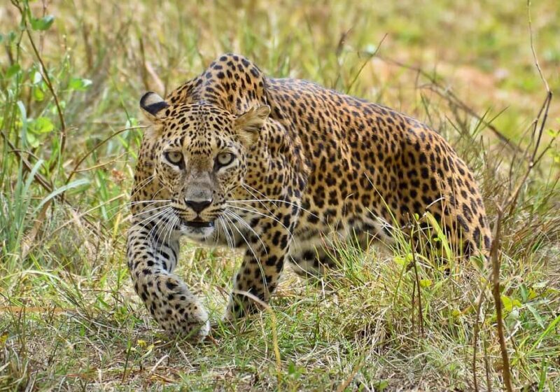 Morogoro: Day Mikumi Safari Luxury Transfer & Open Jeep - Entering Mikumi: The Gate and the Guide