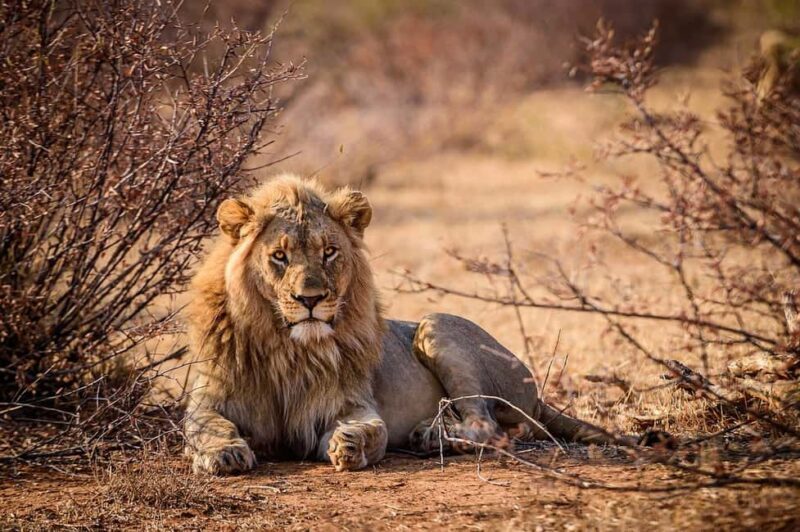 Morogoro: Day Mikumi Safari Luxury Transfer & Open Jeep - Lunch in the Bush