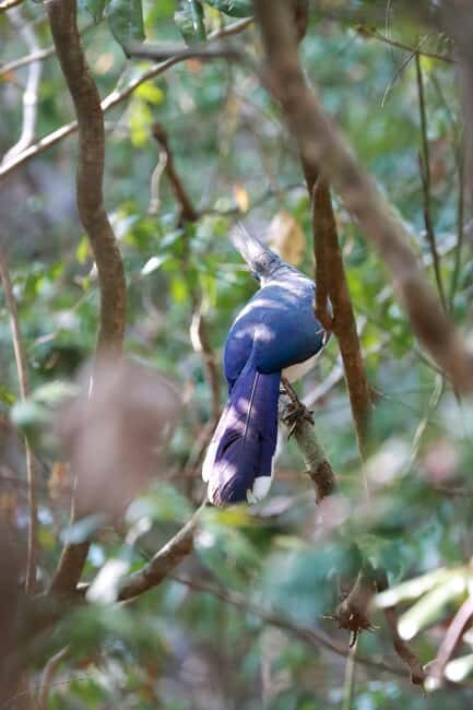 Morondava: 3-Day Safari Tour Tsingy Bemaraha-Baobab avenue - FAQ