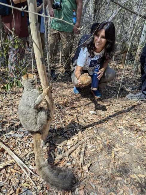 Morondava: 3-Day Tsingy de Bemaraha & Baobab Avenue Tour - Venturing into Kirindy Forest for Wildlife