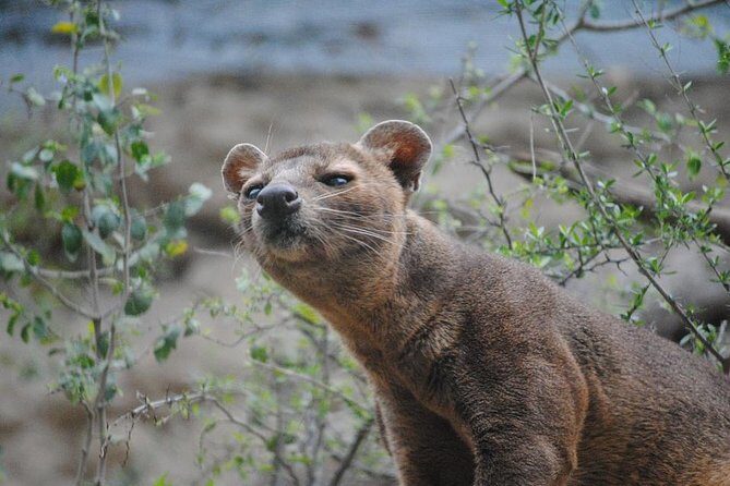 Morondava Day Tour to Kirindy Park and Baobab Avenue - Key Points