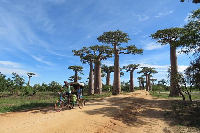 Morondava Day Tour to Kirindy Park and Baobab Avenue - A Deep Dive into the Tour Experience