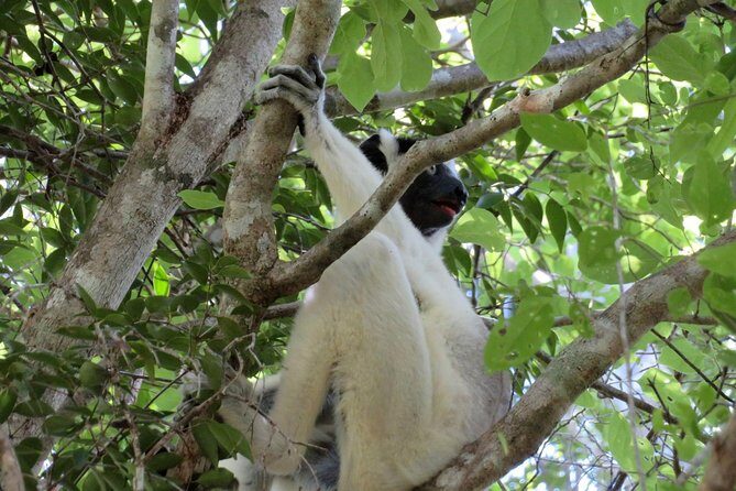 Morondava Day Tour to Kirindy Park and Baobab Avenue - The Sum Up