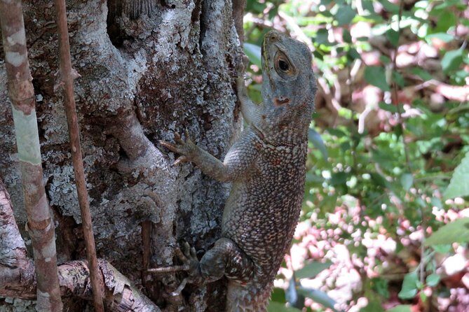 Morondava Day Tour to Kirindy Park and Baobab Avenue - FAQ