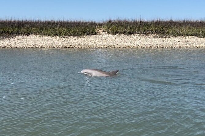 Morris Island Dolphin Cruise and Shelling Trip - Who Will Love This Experience?