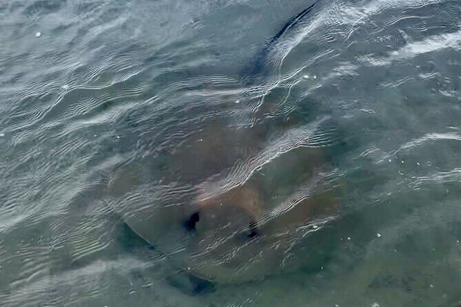 Morris Island Dolphin Cruise and Shelling Trip - FAQ